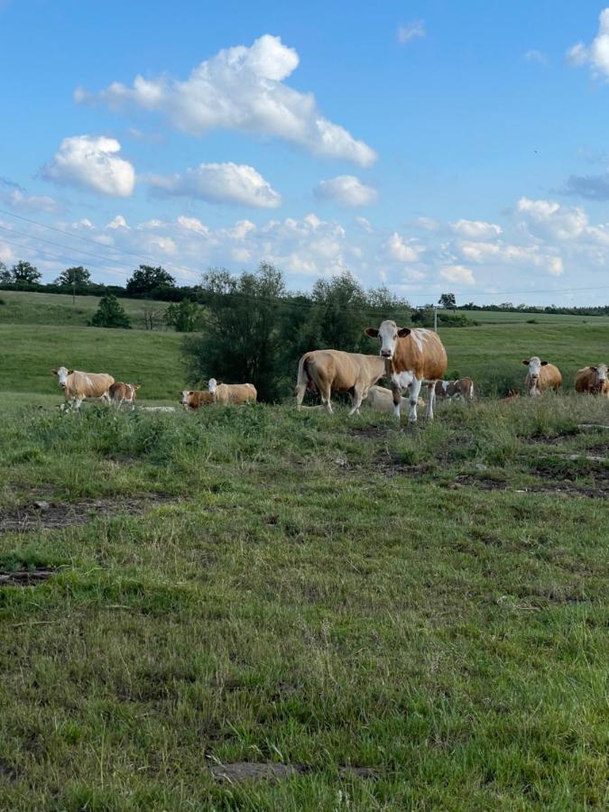 Naturnahes, Neu Moebl.Apartment, Hundefreundlich Neu Gaarz Zewnętrze zdjęcie